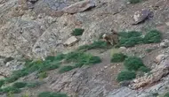 Hakkari’nin vahşi doğasında anne ayı ve yavrusu kamerada