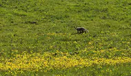 Ahlat yolunda bahar sürprizi