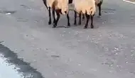 Siirt'te rögar suyundan içen 32 küçükbaş hayvan zehirlenerek öldü
