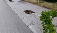 Patnos sokaklarındaki ağaçlara zarar veren saldırgan yakalandı