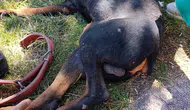 Diyarbakırda ayağına demir saplanan köpek itfaiye yardımıyla hayata tutundu