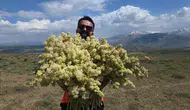 Van dağlarında yayla muzu mesaisi başladı