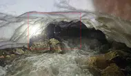 Hakkari’de kar mağarasında mahsur kalan tosun kurtarıldı