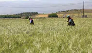 Elazığ çiftçisinin hububat nöbeti sahada incelendi