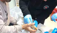 Yaralı kaz hastanenin acil servisine sığındı