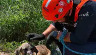 Baykan ilçesinde kuyuya sıkışan köpeği AFAD ekipleri kurtardı