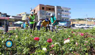 Diyarbakır’ın girişine 14 kilometrelik gül bahçesi: Şehrin çehresi baştan aşağı değişiyor