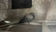 Diyarbakırda bir dairenin tavan boşluğunda mahsur kalan kuş kurtarıldı
