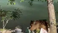 Tunceli'de piknik keyfi yapanların yanına davetsiz bir bozayı geldi