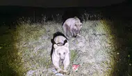 Bitlis Nemrut Kalderası’ndaki maskot ayılar kış uykusundan uyandı