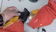 Batman'da tenekeye sıkışan kedinin yardımına itfaiye ekipleri yetişti