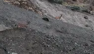 Hakkari yolunda görülen dağ keçileri ilgi odağı oldu