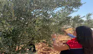 Şırnaklı zeytin üreticileri için sahada hasar incelemesi yapılıyor