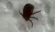 Siirtte bağında kene fark eden vatandaş hastaneye gitti