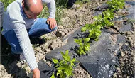 Yüksekova çiftçisinin mahsulü uzman ekipler tarafından kontrol edildi