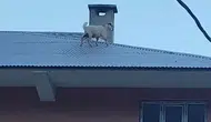 Van Bahçesarayda iki yavru keçi üç katlı binanın çatısına tırmandı