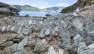 Nemrut Gölü kıyısında binlerce kelebek görsel şölen yaşattı