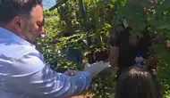 Siirtte tarım projesiyle bir araya gelen çocuklar böğürtlen topladı