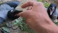 Fırtınada yuvadan düşen kargalara yuva oldu