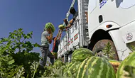 Diyarbakır karpuzunda hasat sezonu bereketli geçiyor