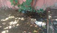 Bingöl merkezde kavurucu sıcaklar güvercini su dolu birikintiye yöneltti