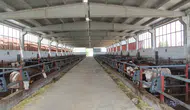 Bingöl’de modern besi çiftliği devletin hibesiyle tam kapasite çalışıyor