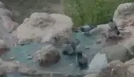 Elazığ’da mevsim normallerini aşan sıcaklar güvercinleri süs havuzuna yöneltti