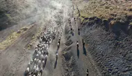 Bitlis'te besicilerin Nemrut Dağı eteklerindeki zorlu sürü yolculuğu sürüyor