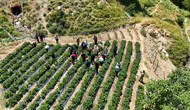 Şirvan köyünde kadın üreticilerin çilek bereketi