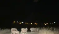 Batman Gercüşte domuz sürüleri ekili arazilere büyük zarar veriyor