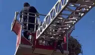 Elazığda yuvadan düşen yavru leyleği itfaiye ekipleri kurtardı