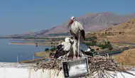 Elazığlı leylekler yaz sonunda sıcak ülkelere uçmak için gün sayıyor