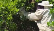 Bingöl Adaklı'da kovanından kaçan binlerce arı meşe ağacını mesken tuttu