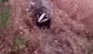 Sason kırsalında nesli koruma altındaki porsuk kameraya yansıdı