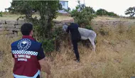 Bingöl yollarındaki sahipsiz hayvanlar için ekipler harekete geçti