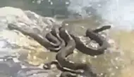 Bingöl Ilıcalar beldesinde yılanların su kenarındaki serinleme anları görüntülendi