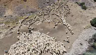 Van'da Norduz koyunları dijital teknolojilerle takip altına alınıyor