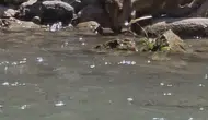 Pülümür Vadisi’nin nadir sakinleri doğal ortamlarında huzurla görüntülendi