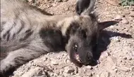 Şanlıurfa arazisinde nesli tükenmekte olan çizgili sırtlan ölü halde bulundu