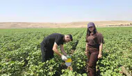 Cizre pamuk üreticisi zararlı böceklere karşı biyoteknik yöntem kullanıyor