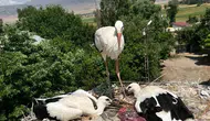 Bitlis'te mahsur kalan leylek ailesini itfaiye ekipleri kurtardı