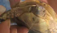 Elazığlı çiftçiden tarlada bulduğu zor durumdaki yavru kaplumbağaya yardım eli