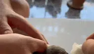 Elazığda sıcaktan fenalaşan ebabil kuşu duyarlı bir vatandaşın yardımıyla kurtuldu