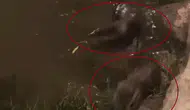 Dicle Nehri kıyısında nadir görülen su samurları objektiflere yansıdı