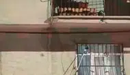 Elazığda bir evin penceresine dolanan yılan korku dolu anlar yaşattı