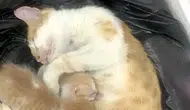 Şanlıurfalı anne kedi yardım için vakıf kapısını çaldı