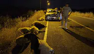Çüngüş ilçesindeki trafik kazasında on koyun hayatını kaybetti