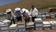 Siirtin yüksek yaylalarında binlerce arı Pervari balı için mesaiye başladı