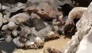 Yüksekova yaylasında erimeyen kar kütlesi besicileri vurdu