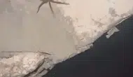 Elazığ Sivrice kırsalında tehlikeli sarıkız örümceği görüntülendi
